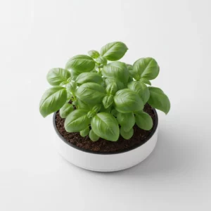 Recharge de basilic pour potager connecté Cultive