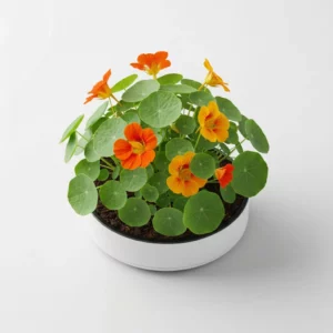 Recharge de capucines comestibles pour potager connecté Cultive