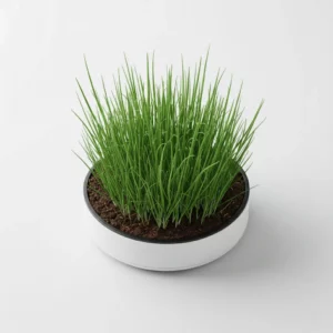 Recharge de ciboulette pour potager connecté Cultive