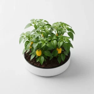 Recharge de mini poivrons pour potager connecté Cultive