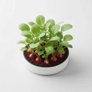 Recharge de mini radis pour potager connecté Cultive