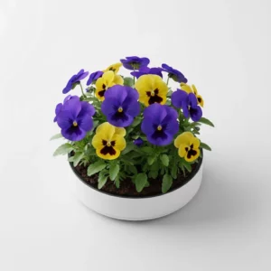 Recharge de pensées comestibles pour potager connecté Cultive