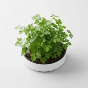 Recharge de persil pour potager connecté Cultive