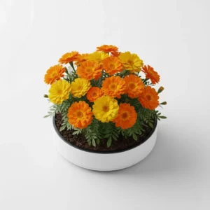 Recharge de fleurs de souci pour potager connecté Cultive