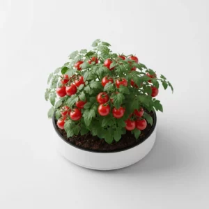 Recharge de tomates cerises pour potager connecté Cultive