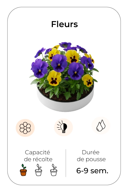 visuel fleurs